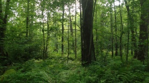 une forêt : arbres, fougères